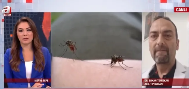 İstanbul’da sivrisinekler hastanelik ediyor! Hangi hastalıkları yayıyor?