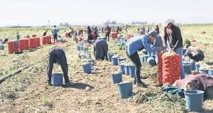 Soğan fiyatları hızla düşecek!