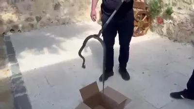 Cami imamı fark etti! Avluya giren...