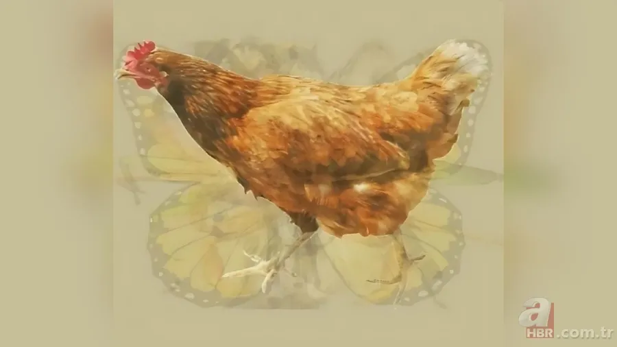 Kişilik testi: İlk fark ettiğiniz hayvan karakterinizin kodlarını veriyor 9