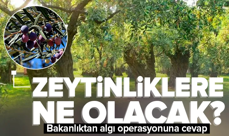 Algı operasyonuna cevap! Zeytin ağaçları ne olacak?