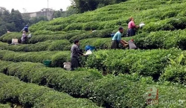 Mevsimlik işçiler kıdem tazminatı alabilir mi? Kıdem tazminatı nasıl hesaplanır?