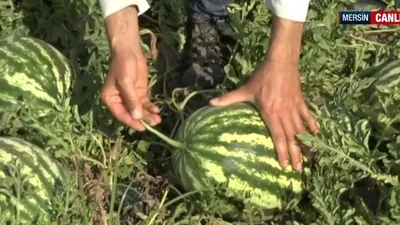 Karpuz hasadı başladı!