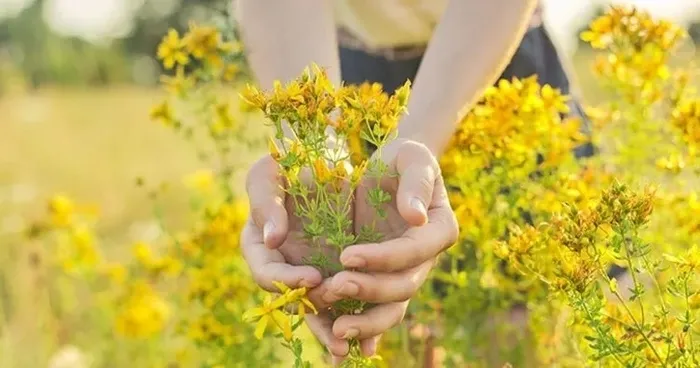 en-sifali-bitki-vucutta-yara-yanik-izi-birakmiyor-1717246981167.jpeg En şifalı bitki: Vücutta yara ve yanık izi bırakmıyor - 2