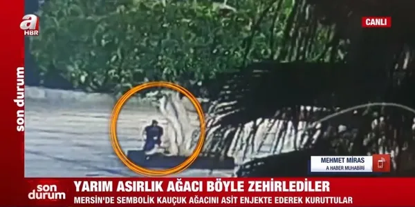 Mersin'deki Özgecan Aslan Barış Meydanı'ndaki ağacın nasıl zehirlendiği ortaya çıktı! CHP kumpasına fondaş çanak tuttu