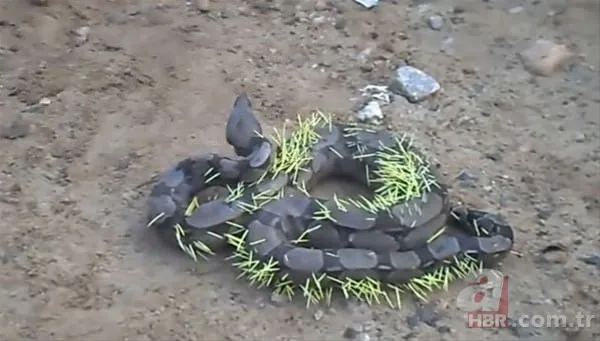 Onları görenler şaştı kaldı! 5