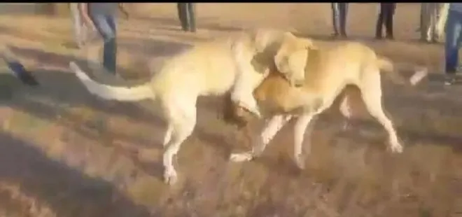 İstanbul’da kangal cinsi köpekleri acımasızca dövüştürüp kameraya aldılar