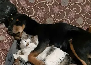 Görenler hayrete düşüyor! Kedi ile köpeğin kıskandıran dostluğu