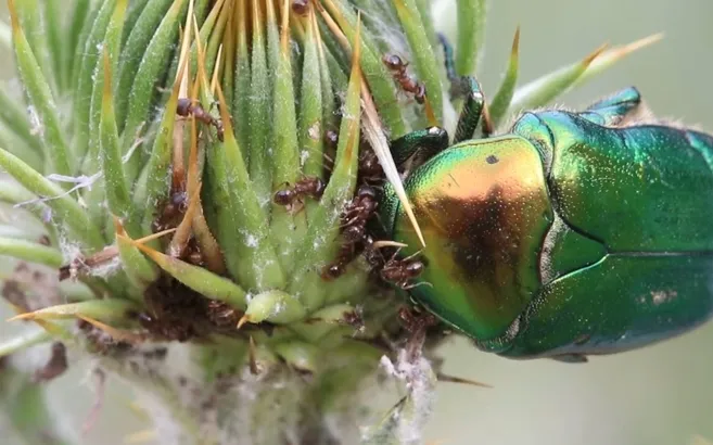 Doğada yaşam mücadelesi kamerada! Belgeselleri aratmayan anlar o ilimizde görüntülendi! Karıncalar altın böceğinin...