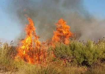 Sazlıkta çıkan yangın korkuttu