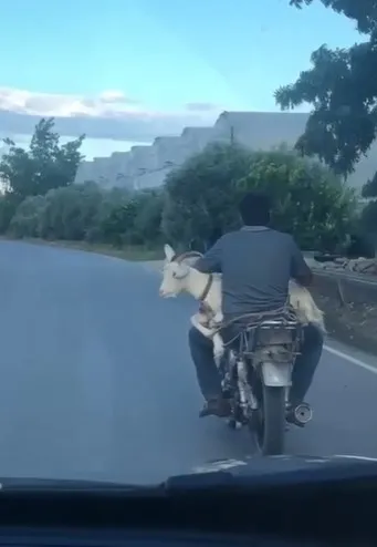 antalyada-kecinin-motosiklet-yolculugu-kamerada-1631865961950.jpg Antalya’da keçinin motosiklet yolculuğu kamerada - 1
