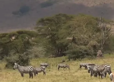 Tanzanya’nın vahşi doğasına yolculuk