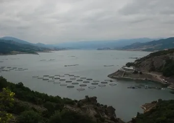Tokat'ta yetiştiriliyor Avrupa'ya satılıyor