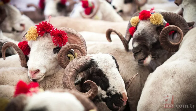 KURBANLIK FİYATLARI 2023 | Büyükbaş, Küçükbaş hisseleri 4.990 TL... 16-19 kg kemikli kemiksiz et kapıya teslim! A101, Migros, CarrefourSA... 7