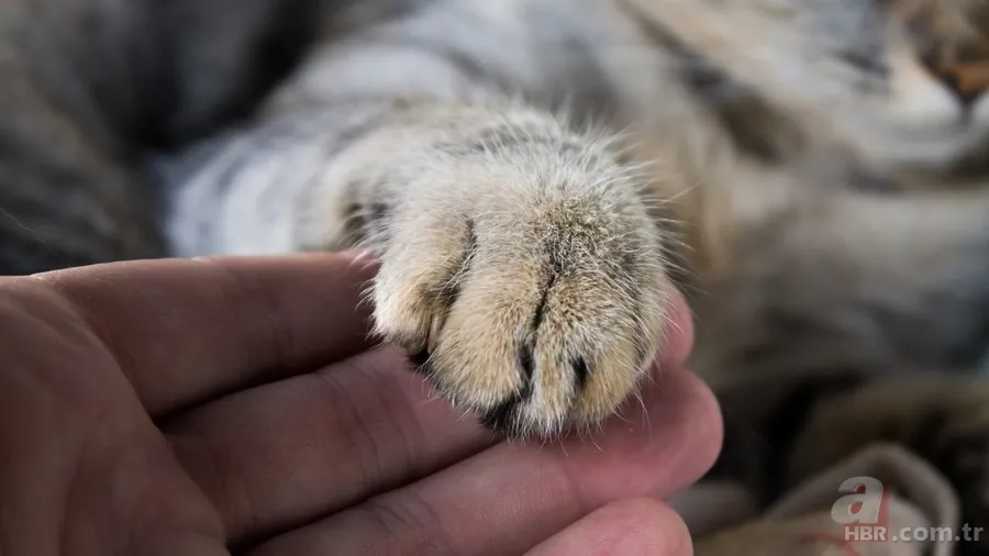 Kokunuz kedinizle aranızdaki bağın temeli olabilir! İşte şaşırtan detaylar 2