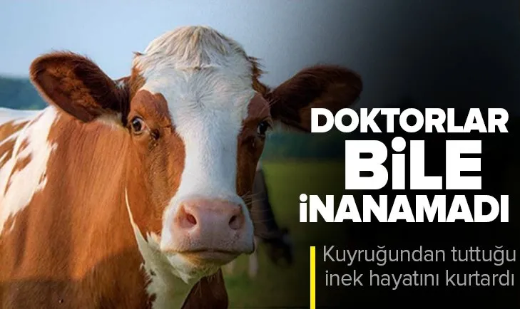 Doktorlar bile inanamadı! Kuyruğundan tuttuğu inek hayatını kurtardı