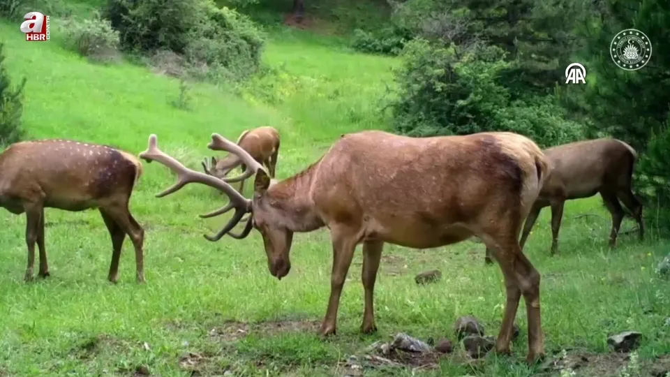 Görüntüler Çorum’dan! Yabani hayvanlar böyle görüntülendi