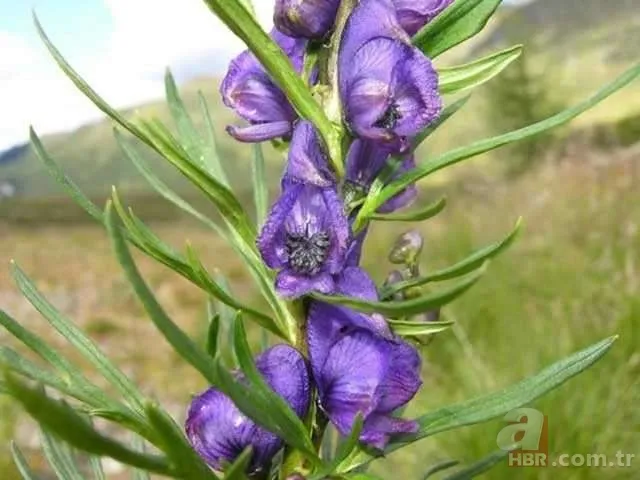 Dünyanın en ölümcül bitkileri 24