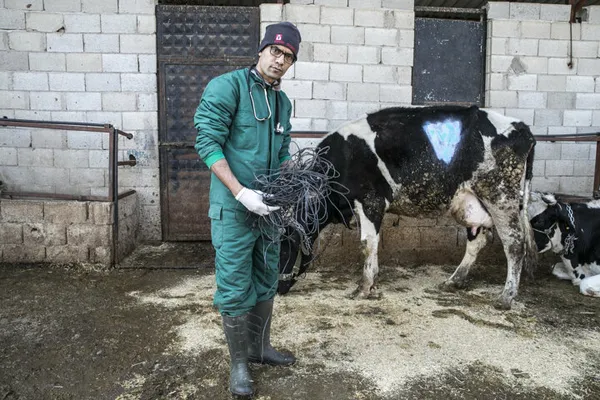 1614811051799.jpg İneğin karnından çıkanlar şoke etti! Tam 15 kilogram halat ve çivi ameliyatla alındı - 3