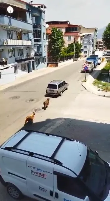 bursada-kecilere-eziyet-kamerada-araca-baglayip-kilometrelerce-kosturdu-1654598774228.jpg Bursa’da keçilere eziyet kamerada! Araca bağlayıp kilometrelerce koşturdu - 3