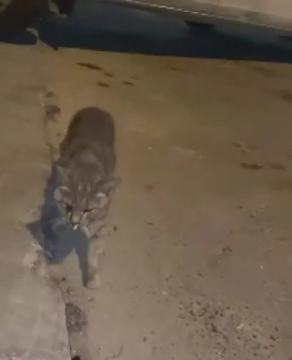 Son dakika | Gaziosmanpaşa'da peş peşe kedi ölümleri! Bu nasıl bir vicdansızlık - 3