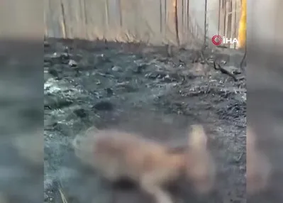 Orman yangınında yürek burkan görüntü