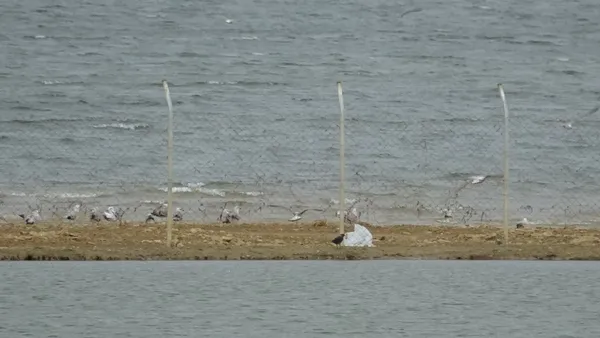Ömerli Barajı’nda yürek sızlatan görüntü: Takılıp telef olan hayvanlar suların çekilmesi ile ortaya çıktı
