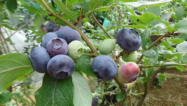 1 ay çalışarak 100 bin TL kazandırıyor! Tek ağaçtan 10 kilo çıkıyor! Yılda 1-2 bakım yeterli