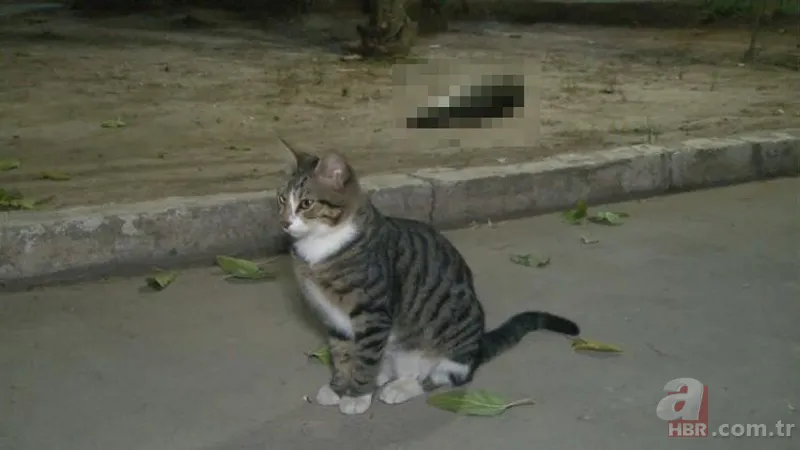 Antalya'da vahşet! Ağaca asılı halde bulundular 11