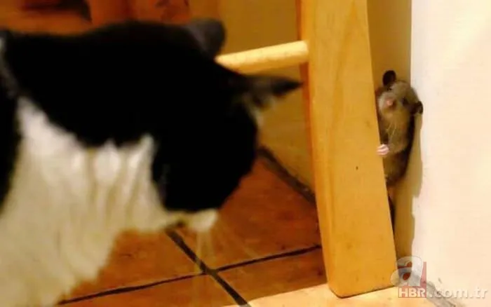 Günün ilginç kareleri 20