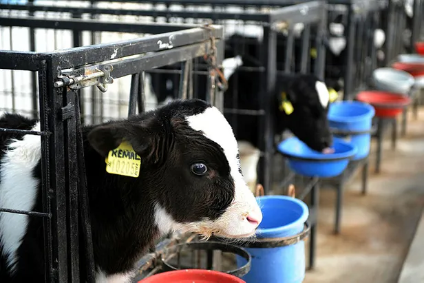 Çiğ süt zammı son dakika: Ulusal Süt Konseyi 2021 çiğ süt fiyatı ne kadar, kaç TL oldu? Ne zaman geçerli olacak?