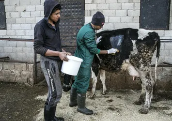 İneğin karnından çıkanlar şoke etti! Tam 15 kilogram halat ve çivi ameliyatla alındı