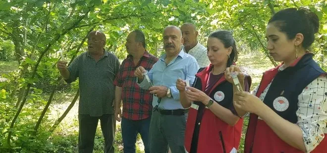 Türkeli'de samuray arısı doğaya salındı