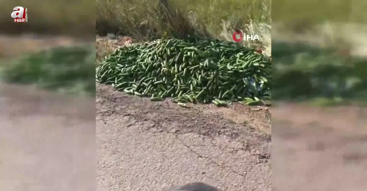 Salatalıkları sokağa attılar