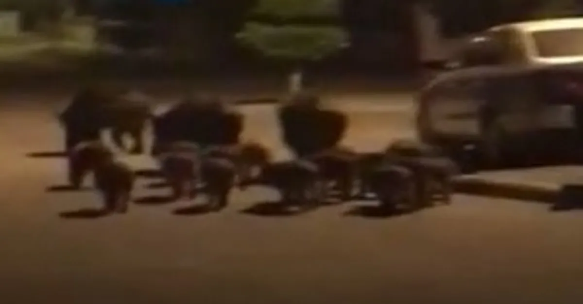 Yaban domuzları Marmaris'e indi! Vatandaşlardan CHP'li belediyeye tepki | Video