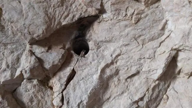 Bursa’da Roma dönemine ait oda mezarda bulundu! Defineciler talana kalkıştı - 1