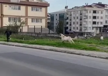 Görüntüler İstanbul'dan! Keçi öğrencileri böyle kovaladı