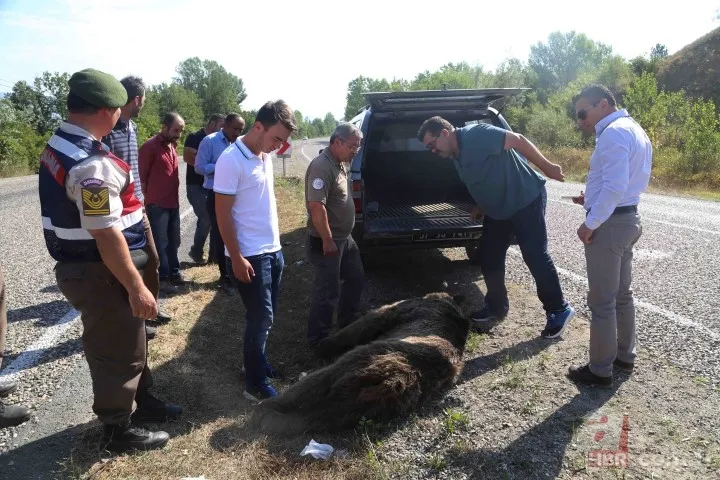 Kastamonu'da aracın çarptığı bozayı telef oldu 4