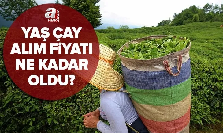 Üreticiye müjde! Yaş çay alım fiyatı ne kadar oldu? 2022 yaş çay taban fiyatı kaç TL? Başkan Erdoğan açıkladı