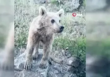 Nemrut’ta korku dolu anlar