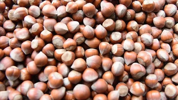 31 Ocak FINDIK FİYATLARI: 🌰 Serbest piyasada fındık fiyatı kaç TL oldu? Giresun, Ordu, Samsun, Trabzon GÜNCEL LİSTE!