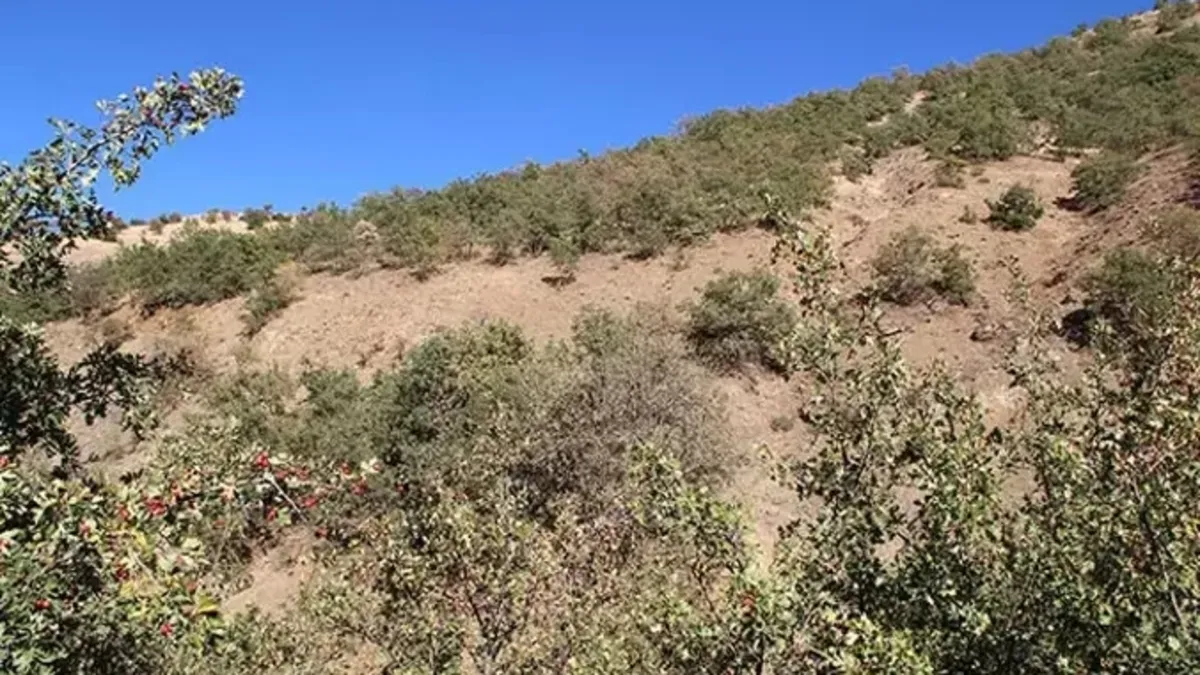 Bahçesine dadanan domuza tebessüm ettiren tepki! Kalemini kıracağım