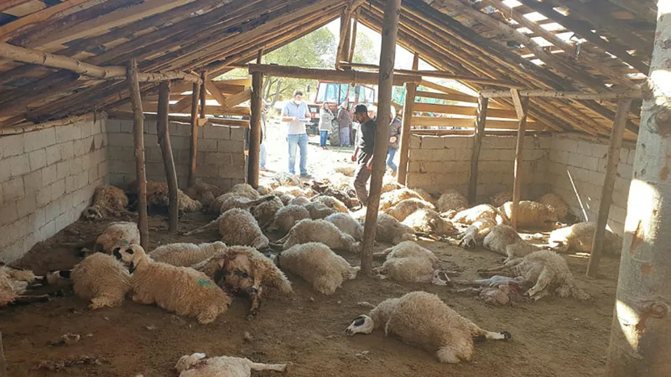 Ayılar onlarcasını telef etti