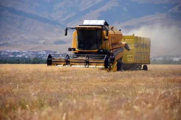 Yerli tohumluk buğdayın hasadı başladı