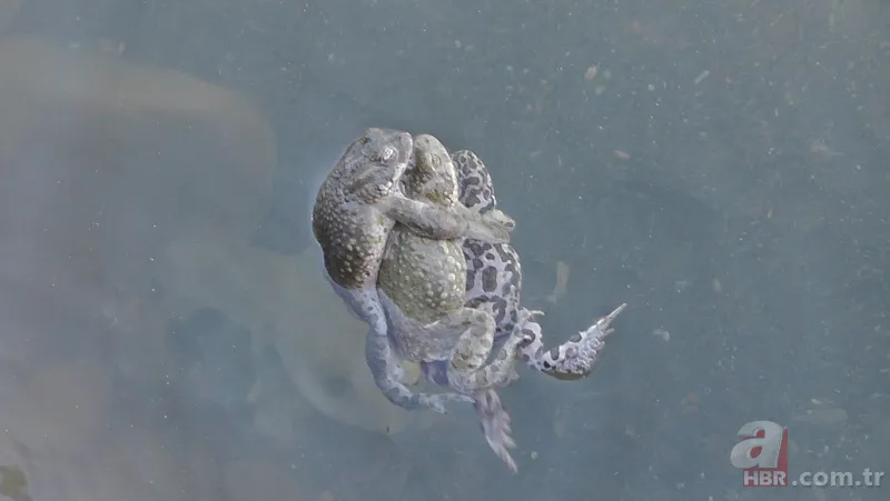 Erzurum'da görenleri şaşırtan anlar! Hemen telefona sarıldılar 1