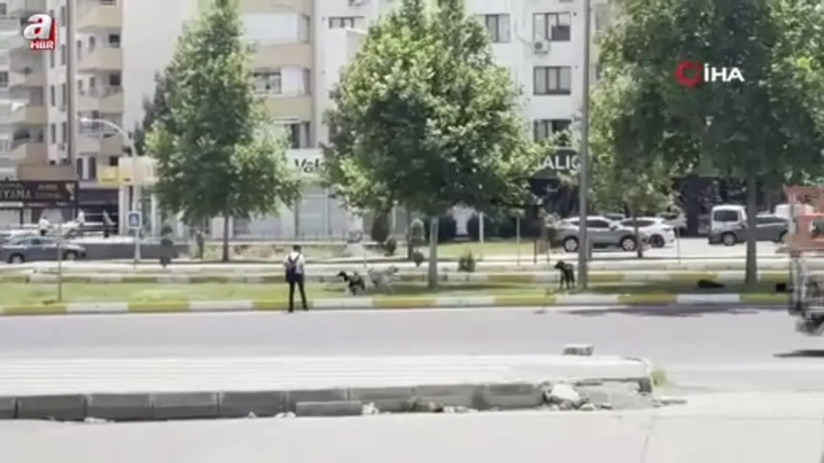 Diyarbakır’da sürü halinde gezen köpekler yoldan geçenlere saldırdı