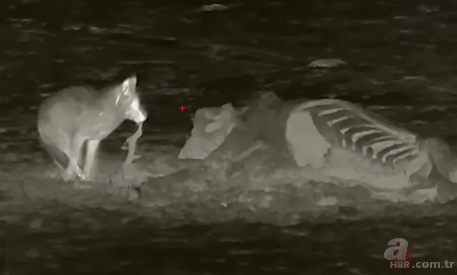 Kurtlar inek çiftliğini bastı! Sığırlarını kaybeden sahibi çözümü katliamda buldu | Bu görüntüler dehşete düşürdü 10