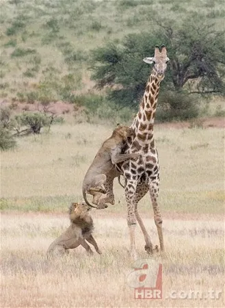 Zürafa aslanlara yem olmaktan kurtulamadı! Vahşi doğanın acımasız yüzü 7