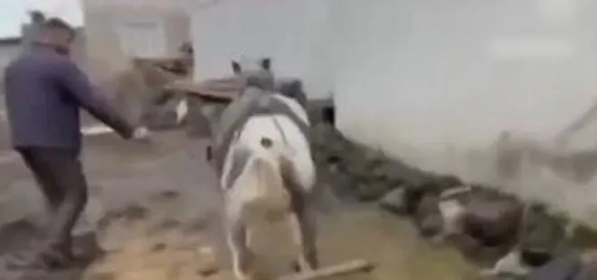 Ata eziyet eden kişilere ceza yağdı