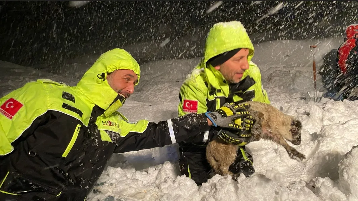 Artvin'de feci olay! Ahırın çatısı çöktü 50 hayvan telef oldu